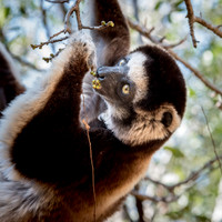 Verreaux's Sifaka -3