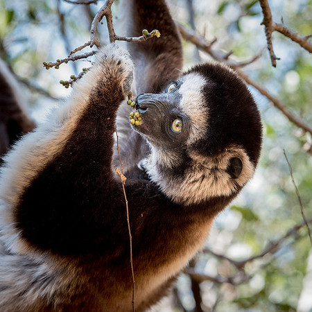 Verreaux's Sifaka -3