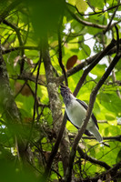 Bearded Bellbird