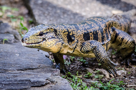 Golden Tegu