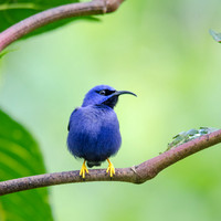Purple Honeycreeper (m) -1