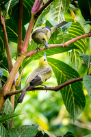 Palm Tanagers