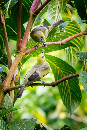 Palm Tanagers