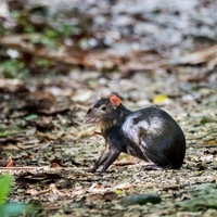 Red Backed Agouti