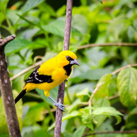 Yellow Oriole