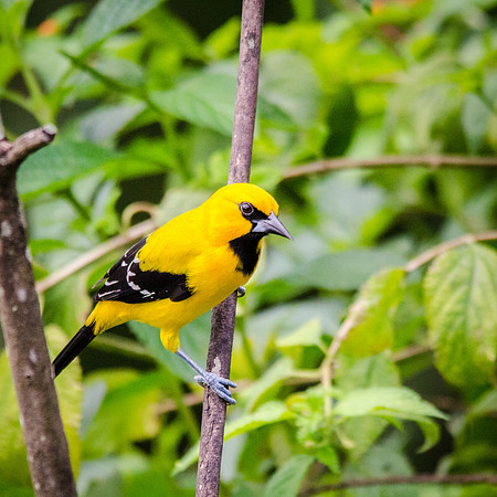 Yellow Oriole