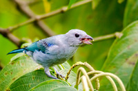 Blue Grey Tanager -1
