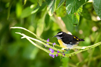 Bananaquit