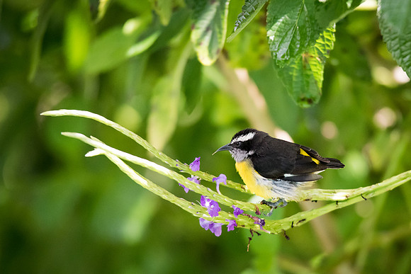 Bananaquit