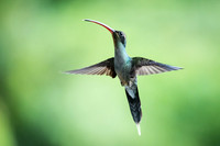 Blue-chinned Sapphire