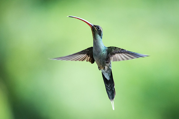Blue-chinned Sapphire