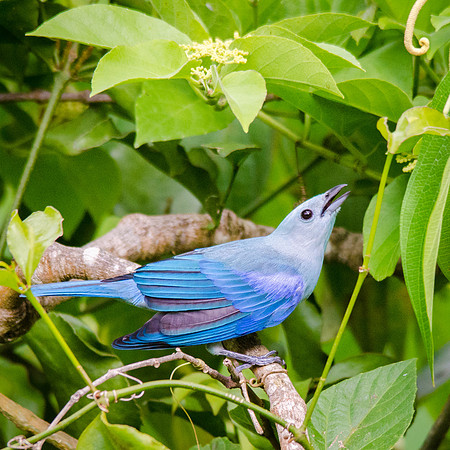Blue Grey Tanager -2