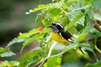 Bananaquit -2