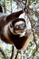 Verreaux's Sifaka -4