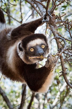 Verreaux's Sifaka -4
