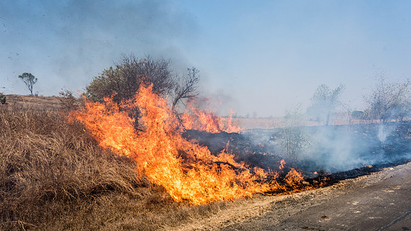 Burning Grass