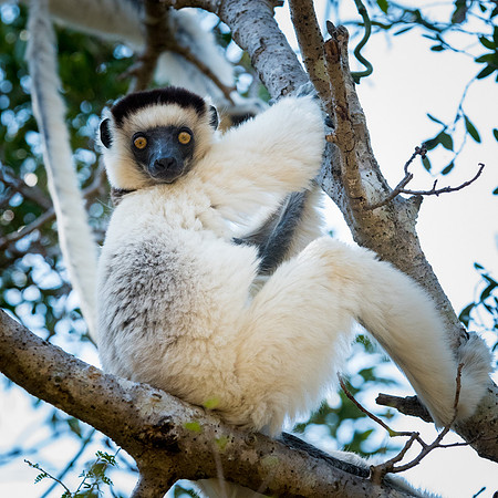 Verreaux's Sifaka -6