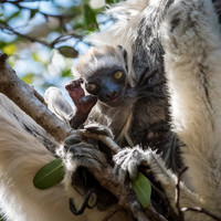 Verreaux's Sifaka Baby