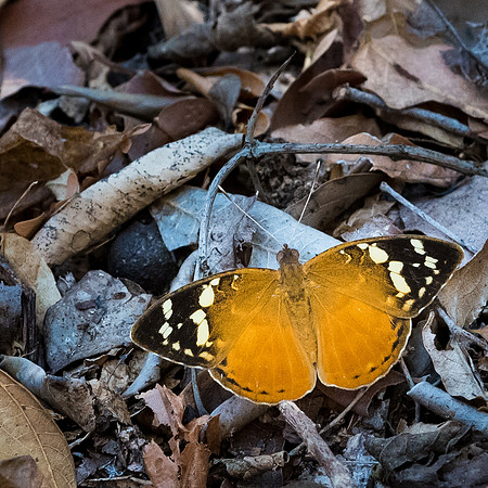 African Monarch Butterfly