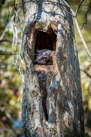 Hubbard's Sportive Lemur