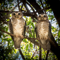 White Browned Owls