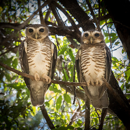 White Browned Owls