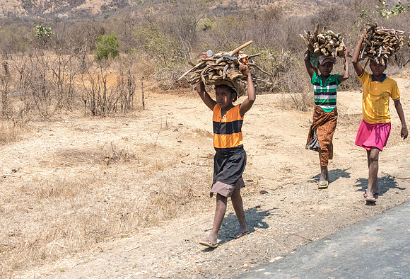 Carrying wood