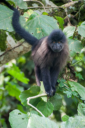 Kibale Grey Cheeked Mangabey