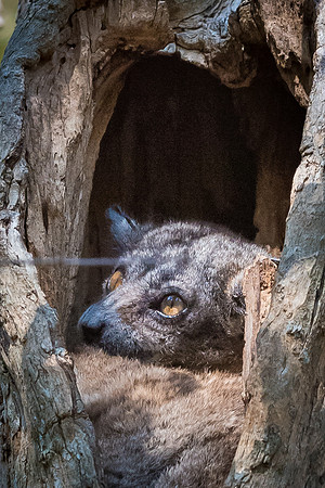 Hubbard's Sportive Lemur -1
