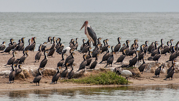 Great Cormorants & Maribou Stork, Kazinga Channel - 1