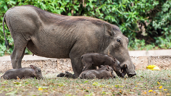Warthog and Young, Q.E. National Park
