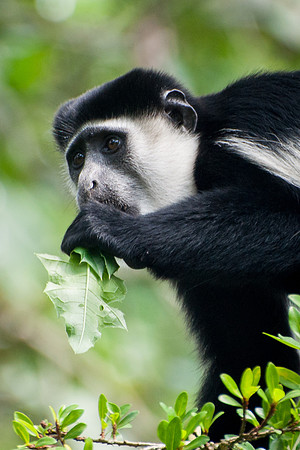 Black & White Colobus Monkey, Kibale - 1