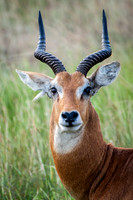 Impala, Q.E. National Park