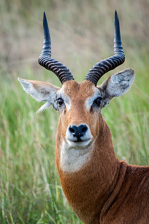 Impala, Q.E. National Park