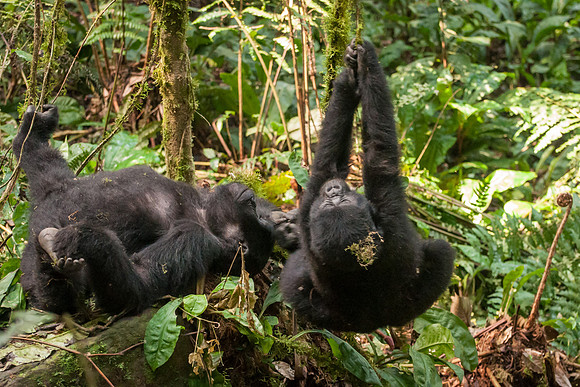 Young Mountain Gorillas, Impenetrable Forest