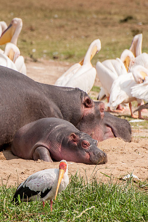 Hippopotamus, Stork & Pelicans, Kazinga Channel