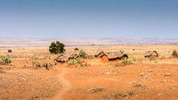 Rural Scene -1