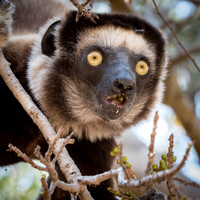 Verreaux's Sifaka -5