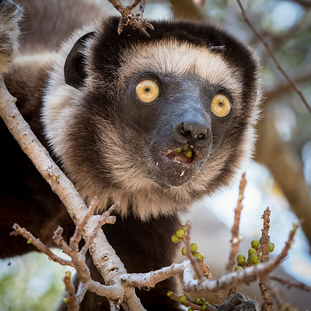 Verreaux's Sifaka -5