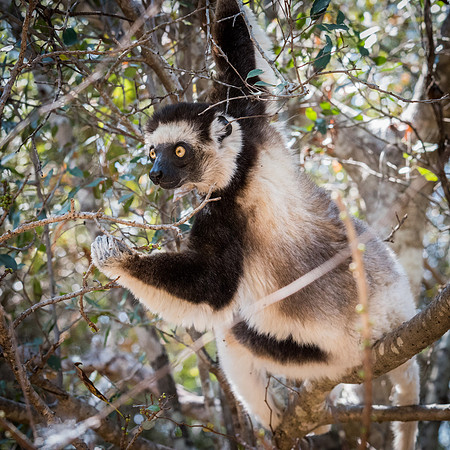 Verreaux's Sifaka -1