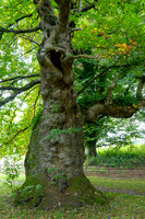 Stourhead-2