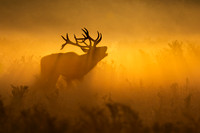 Stag at Sunrise 091025-1