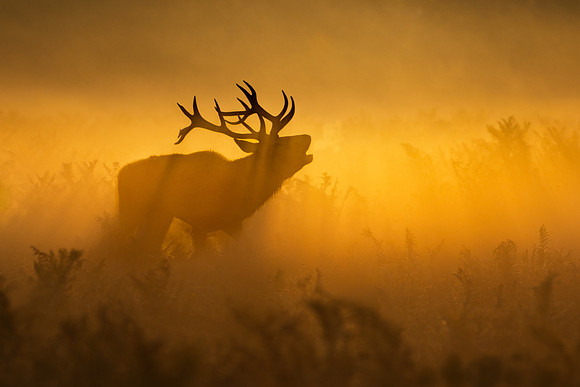 Stag at Sunrise 091025-1
