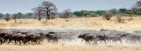 Buffalo Herd Running