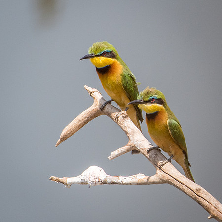 Little Bee Eaters
