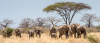 Elephant Herd