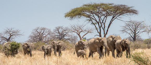 Elephant Herd