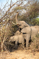 Elephants Feeding