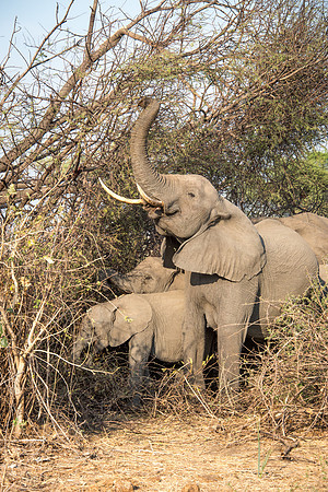 Elephants Feeding