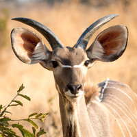 Young Kudu -2